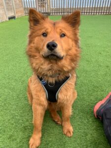 Pet Image